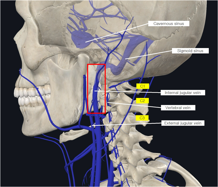 목의 정맥 시스템
